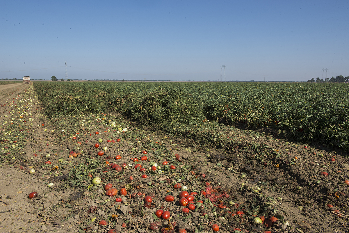 Not every tomato harvested makes it into the truck. The processor Schreiner grows for does not take green tomatoes and a number of tomatoes can fall out as the truck bed fills or in transport to the processor. While seemingly going to waste, these tomatoes actually will help fertilize the next crop.